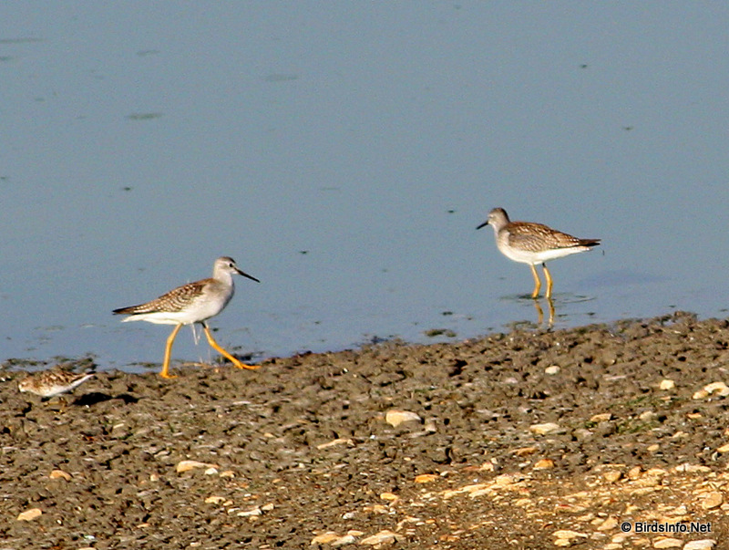 Lesser Yellowlegs